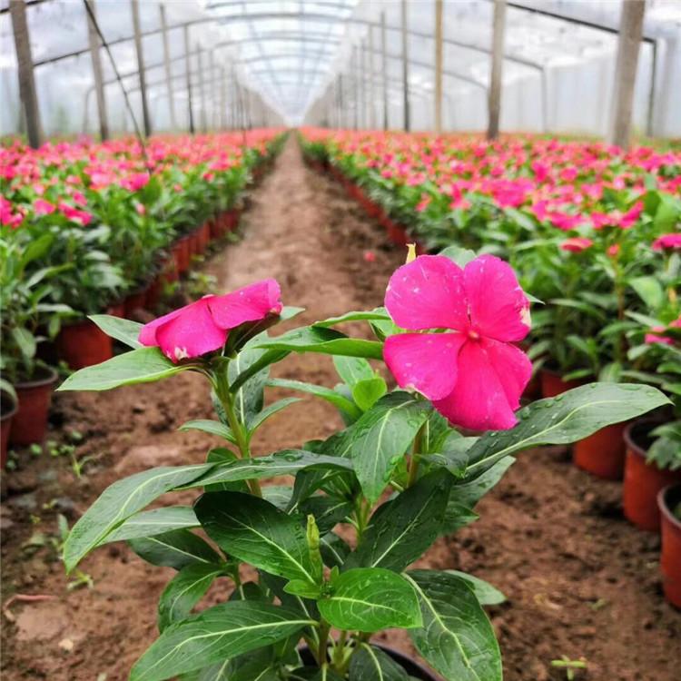 长春花批发 大量供应 青州长春花