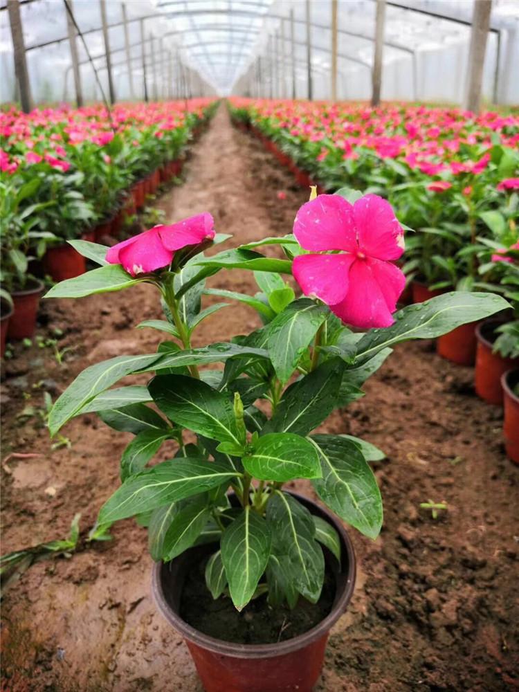长春花种植基地 基地直销 山东长春花
