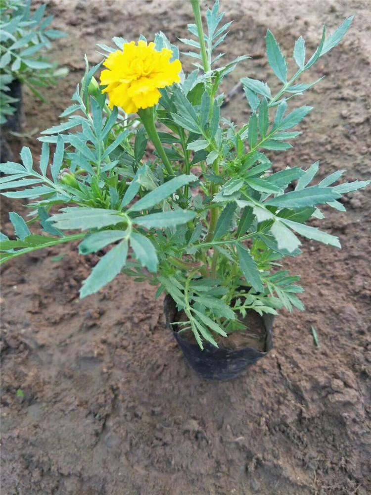 孔雀草基地 价格实惠 山东孔雀草