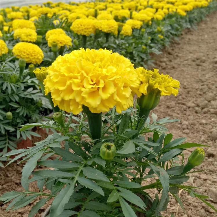 青州孔雀草杯苗 基地种植 孔雀草杯苗供应