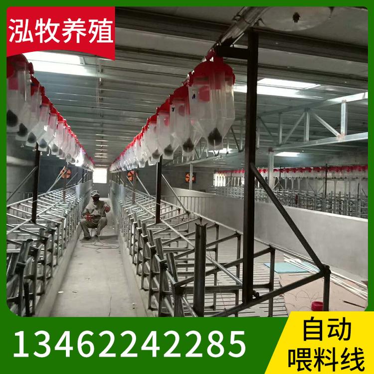 泓牧养殖 自动喂料线 育肥母猪料线 全自动上料 猪饲料塔