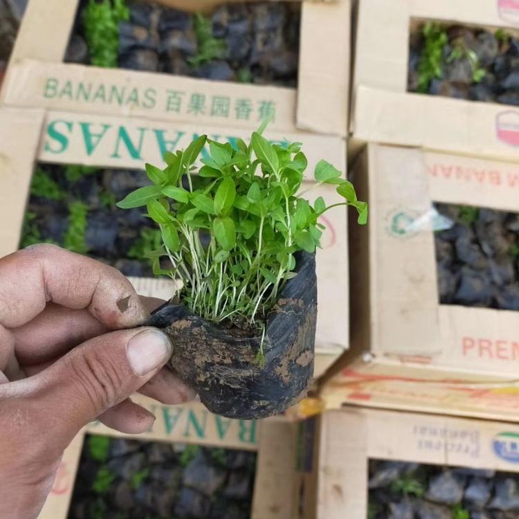 千屈菜小苗基地山江瑞园艺千屈菜苗圃批发质优价低一手货源欢迎致电