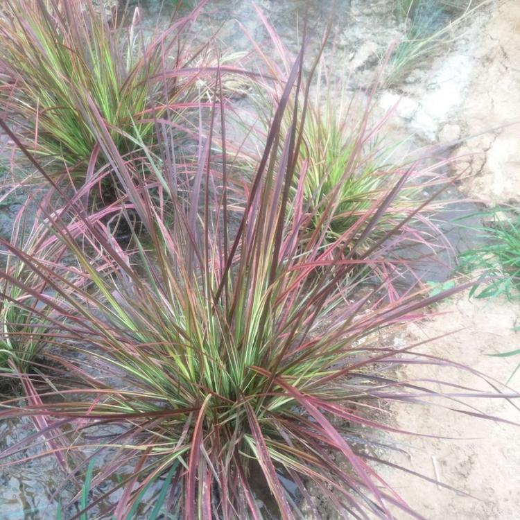 火焰狼尾草