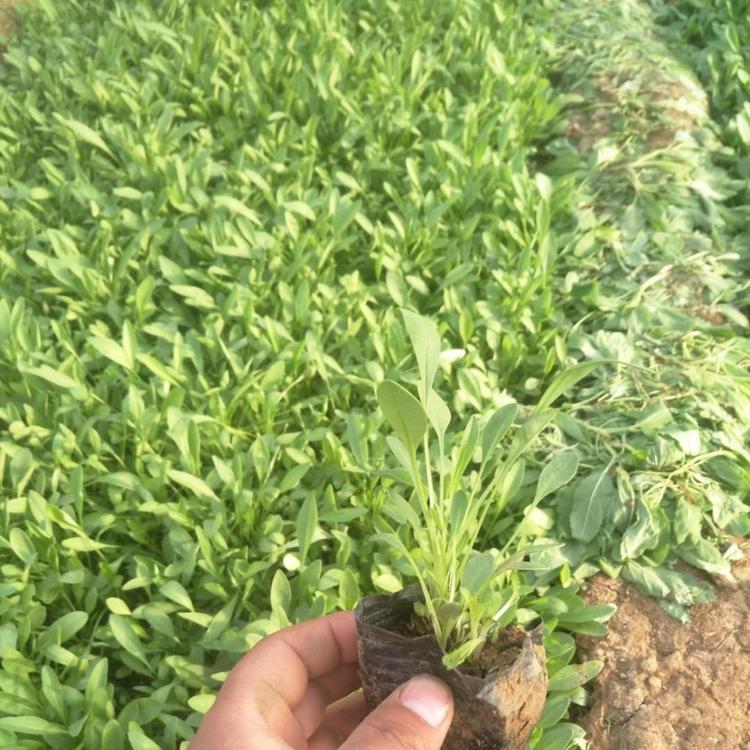黑心菊