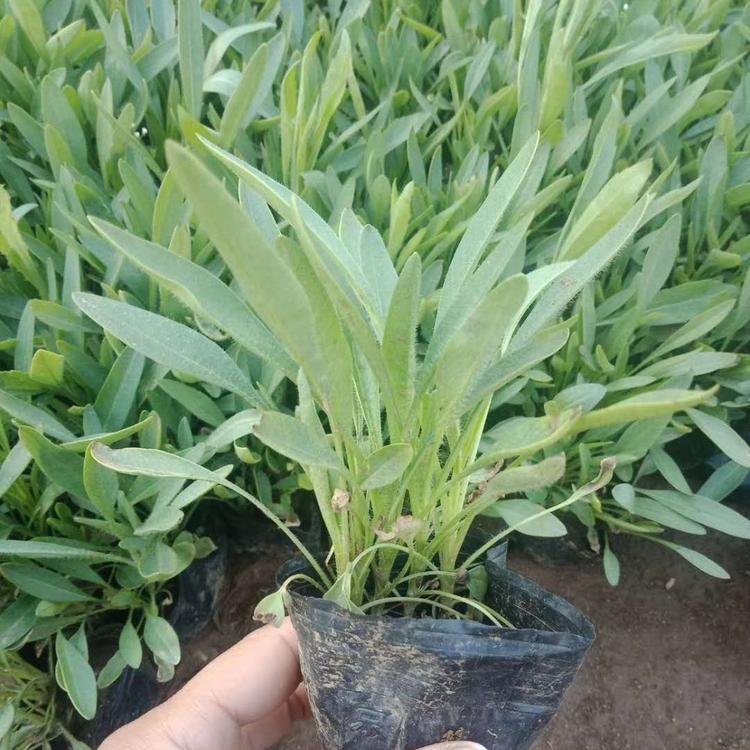 宿根金鸡菊