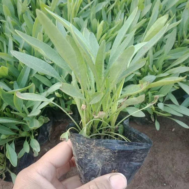 大量宿根金鸡菊