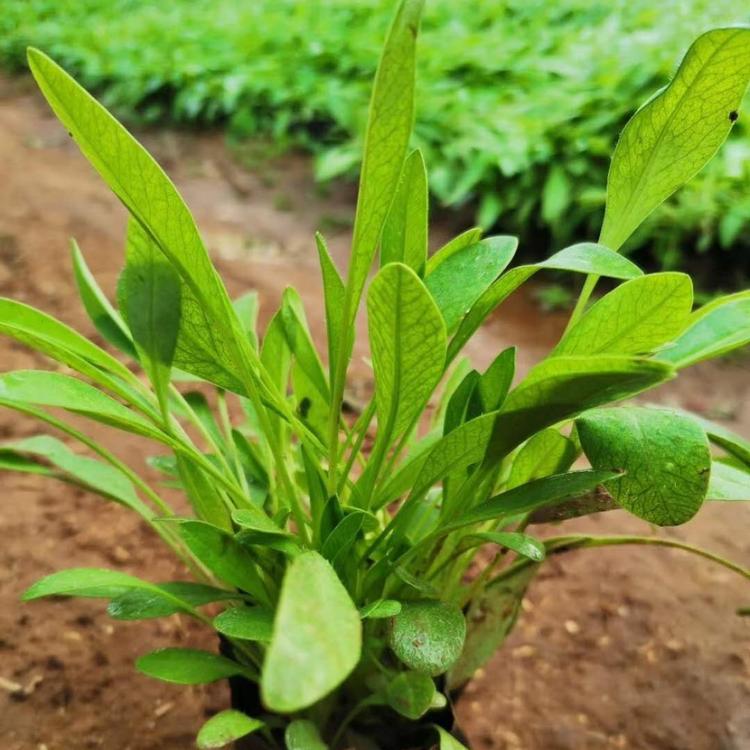 大量宿根金鸡菊小苗      金鸡菊