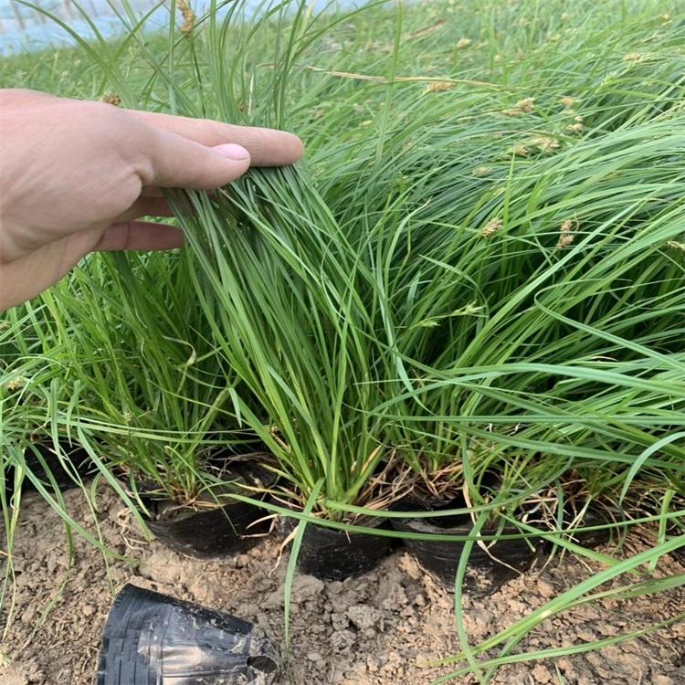青绿苔草基地青州青绿苔草批发各种绿化工程用苗现货供应欢迎选购