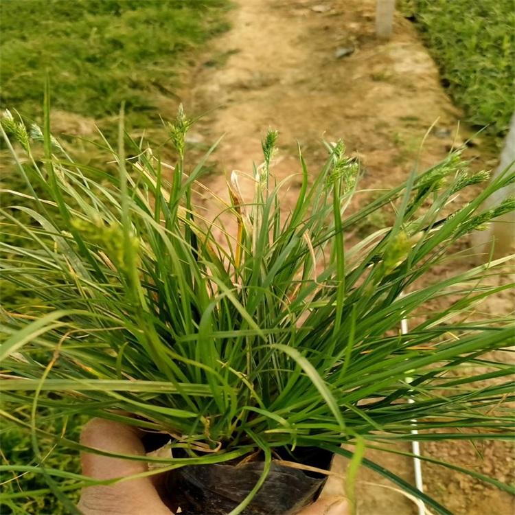 青绿苔草批发江瑞园艺苗圃青绿苔草供应山东青绿苔草基地青绿苔草询价
