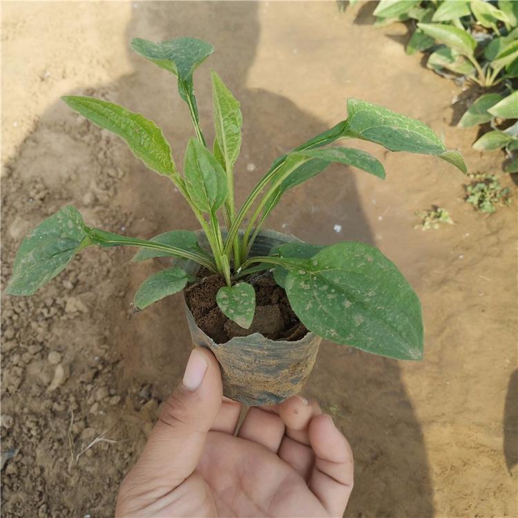大量宿根松果菊