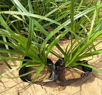 江瑞园艺青绿苔草基地山东青绿苔草批发青州苗圃现货供应