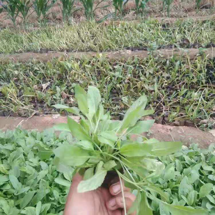 大量宿根地被鼠尾草   地被鼠尾草