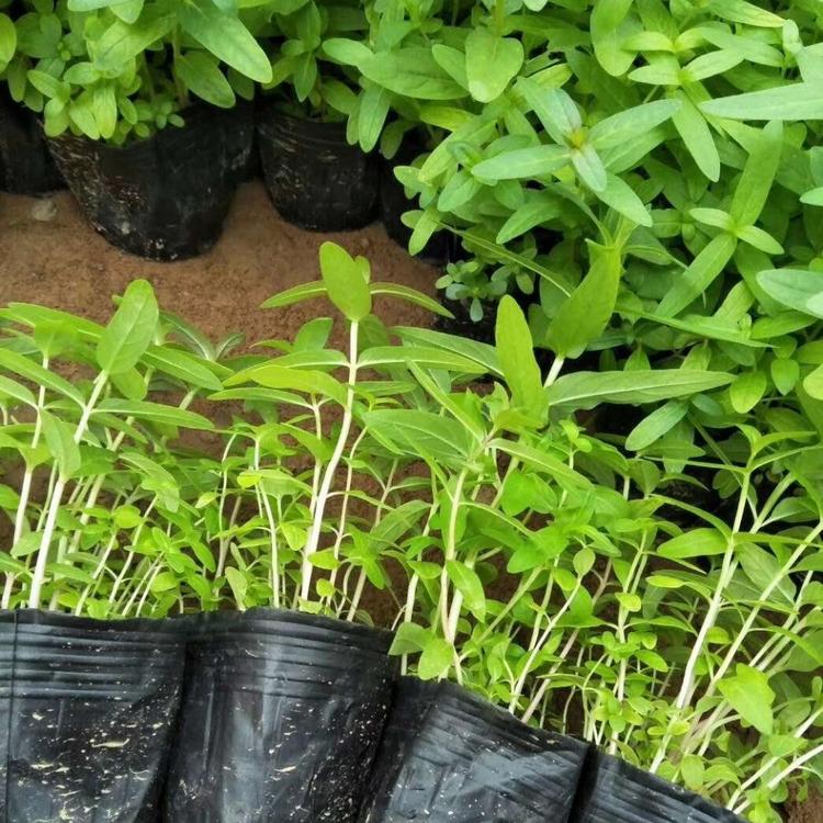 大量宿根千屈菜小苗   千屈菜