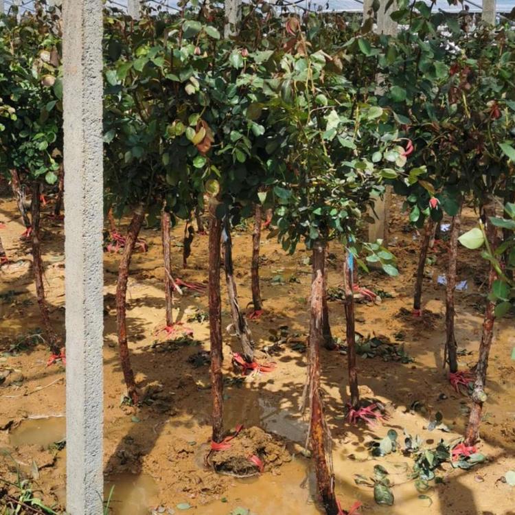 大量树状月季树批发
