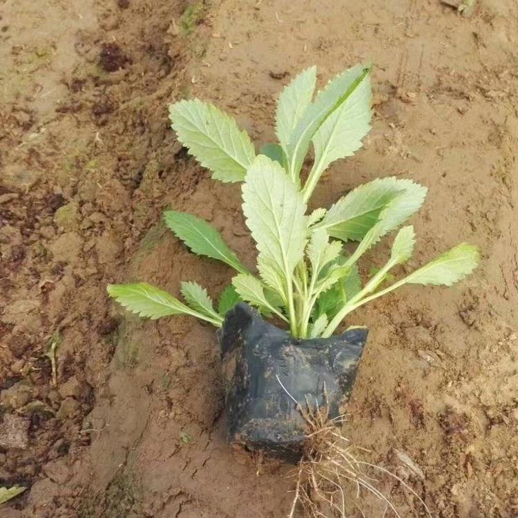 宿根马鞭草