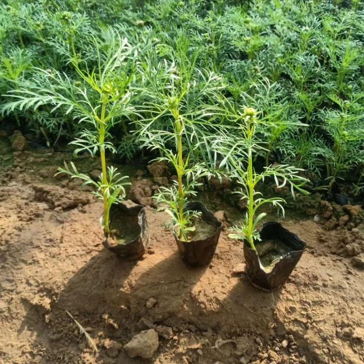 一年生    波斯菊