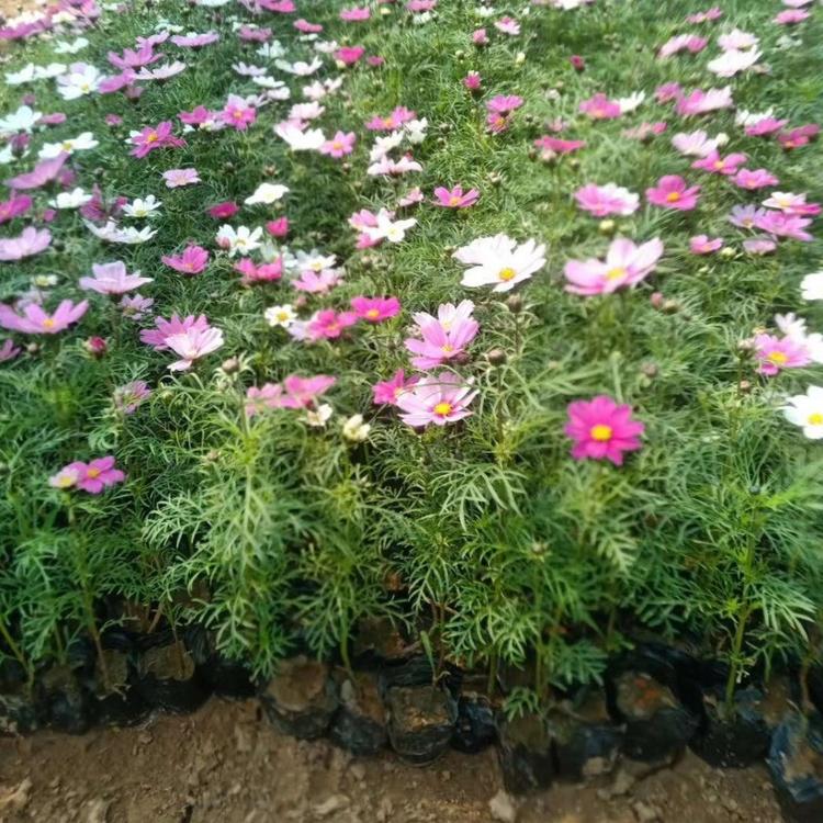 一年生    波斯菊小苗