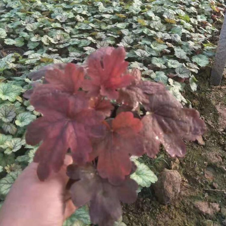 宿根矾根