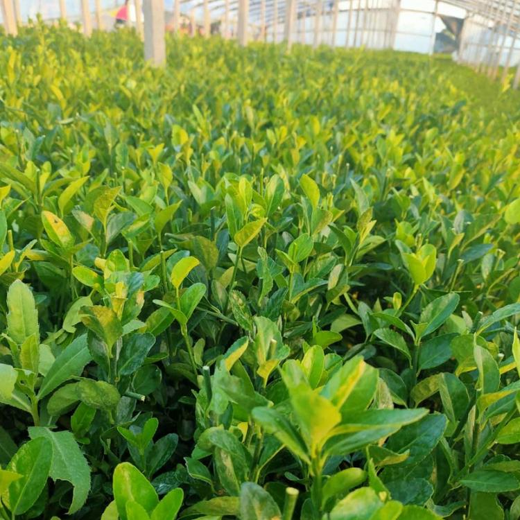 大叶黄杨现货直销 青州大叶黄杨基地-朵儿花卉