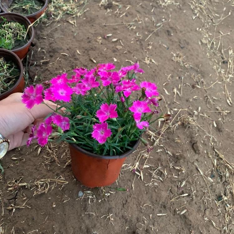 欧石竹种植基地 欧石竹花海工程用苗 青州黄楼欧石竹