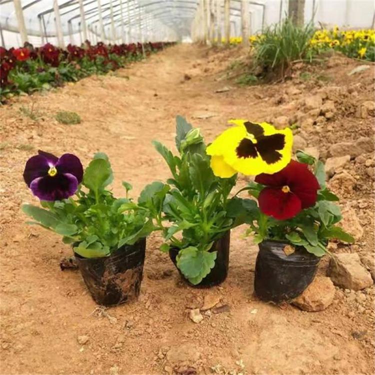 绿化工程草花批发 青州花卉种植基地 花海供应商