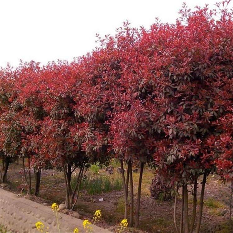 绿化苗木基地批发 多种绿化苗木苗