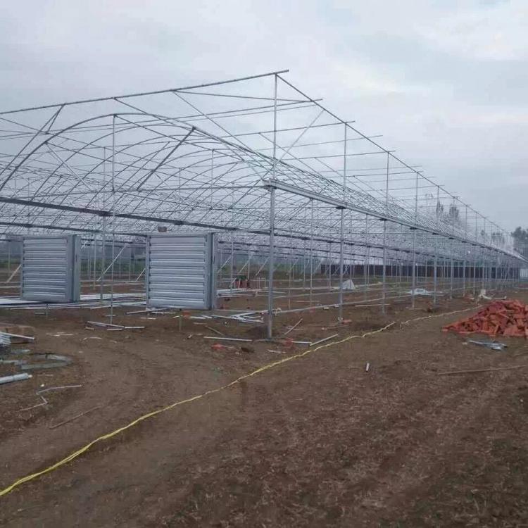 山东连栋薄膜温室大棚 连栋薄膜温室大棚报价 金威温室