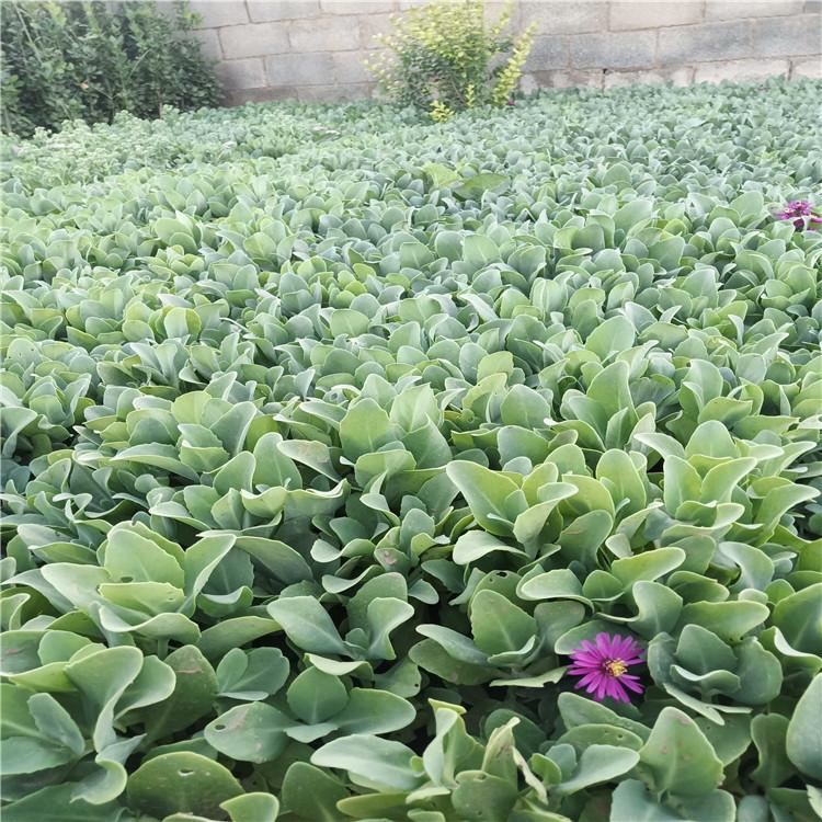 漯河八宝景天大面积绿化植物 八宝景天量大从优