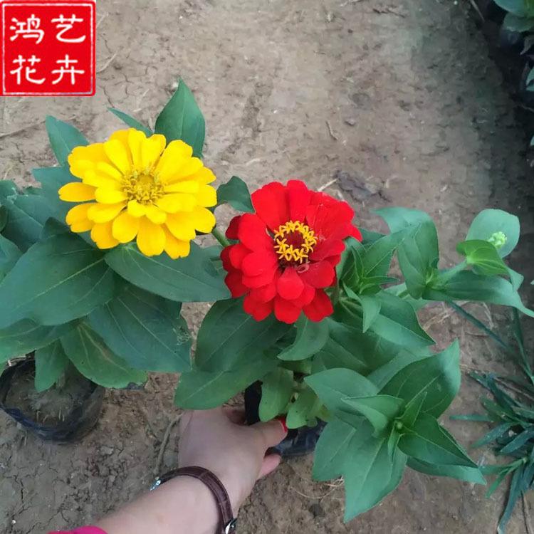 百日草 青州草花 百日草基地