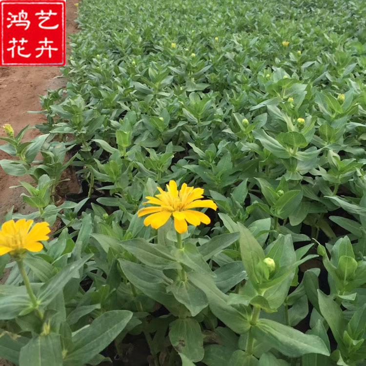 百日草 存活率高 百日草基地