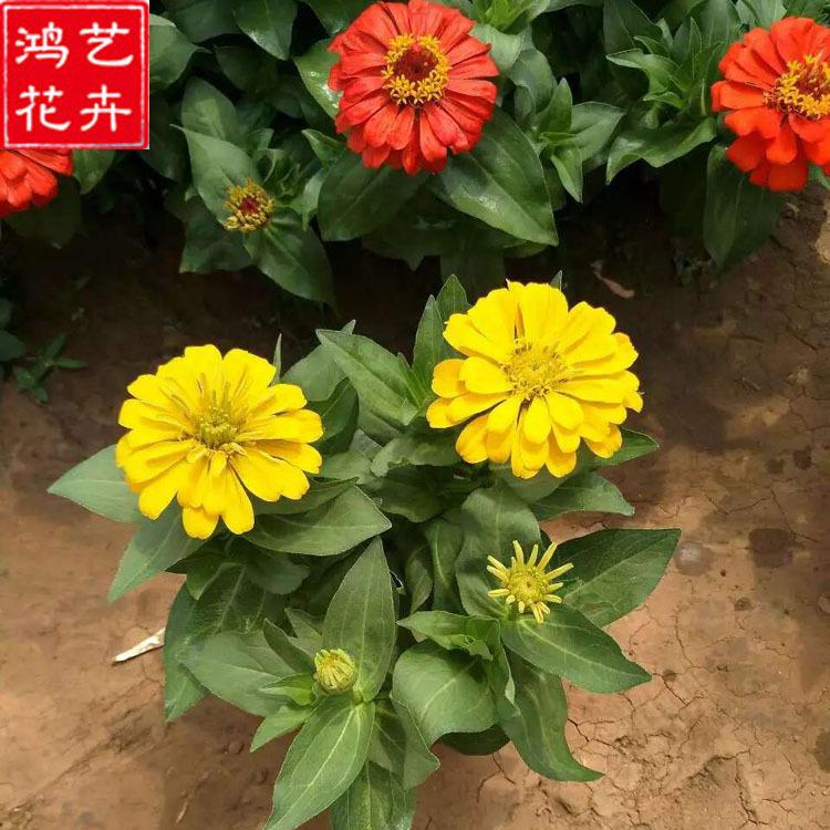 百日草盆栽价格 青州草花 山东百日草盆栽