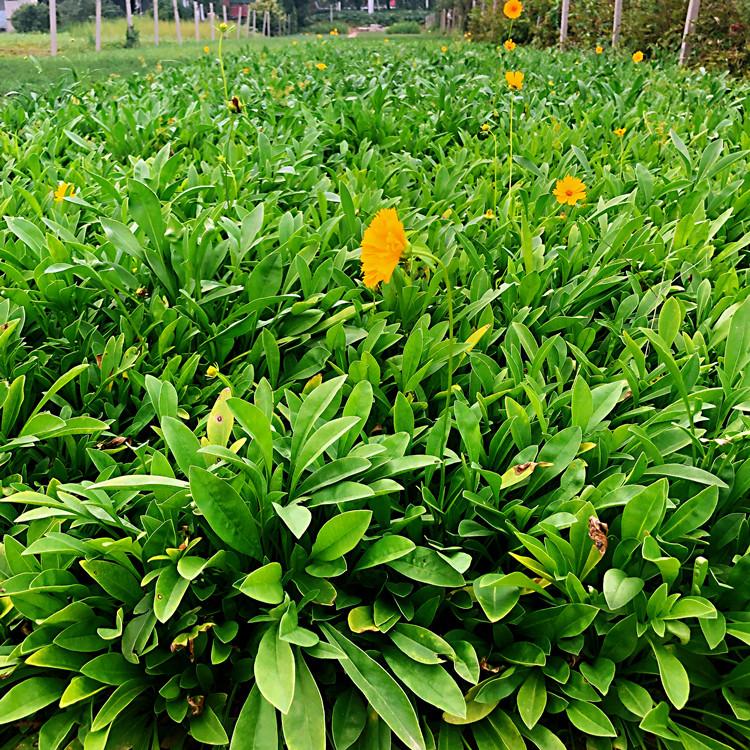 同丰大花金鸡菊  大花金鸡菊批发  大花金鸡菊园林