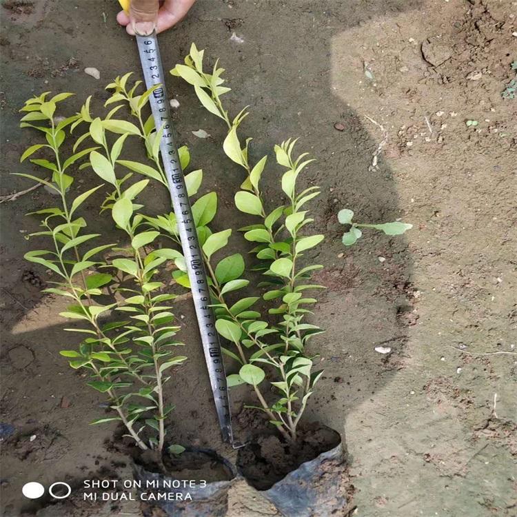 山东金叶女贞种植基地金叶女贞价格江瑞园艺金叶女贞小苗苗圃直供