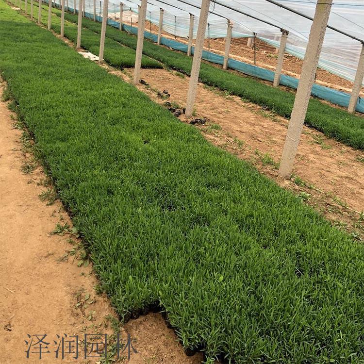 地被石竹 价格