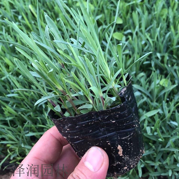 石竹盆苗 批发