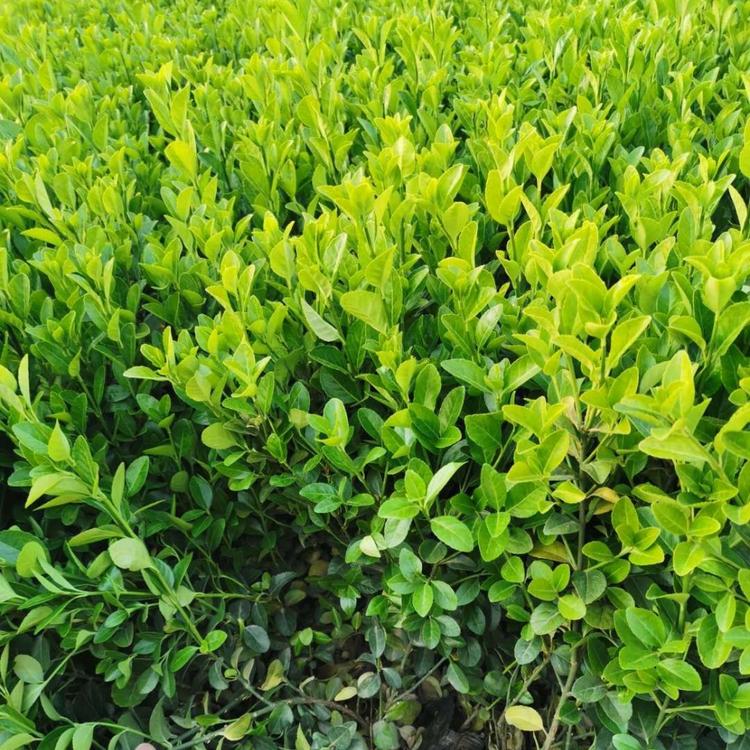 卫矛冬青基地山东卫矛球批发价低质优欢迎咨询江瑞园艺