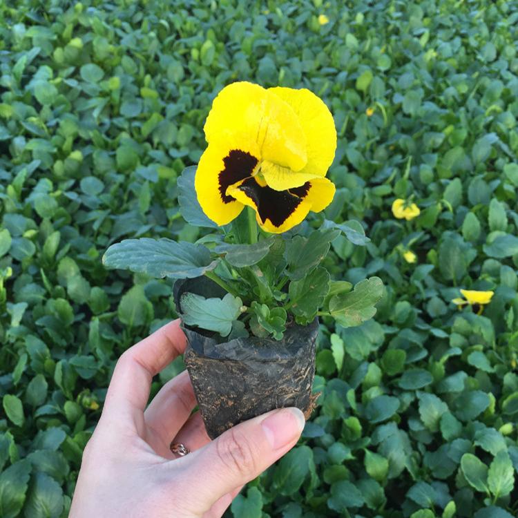 花卉苗木基地供应三色堇盆栽 营养杯三色堇 盆栽花坛绿化专用堇花 盛诺园艺