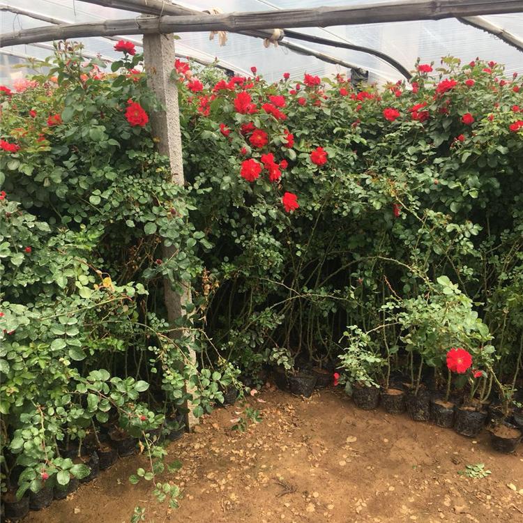 大花蔷薇 大花蔷薇种植基地 青州观赏花卉批发