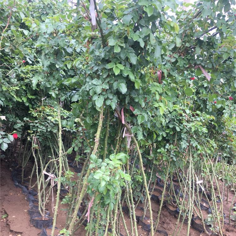 青州三季开花蔷薇 多种颜色可选 三季开花蔷薇批发