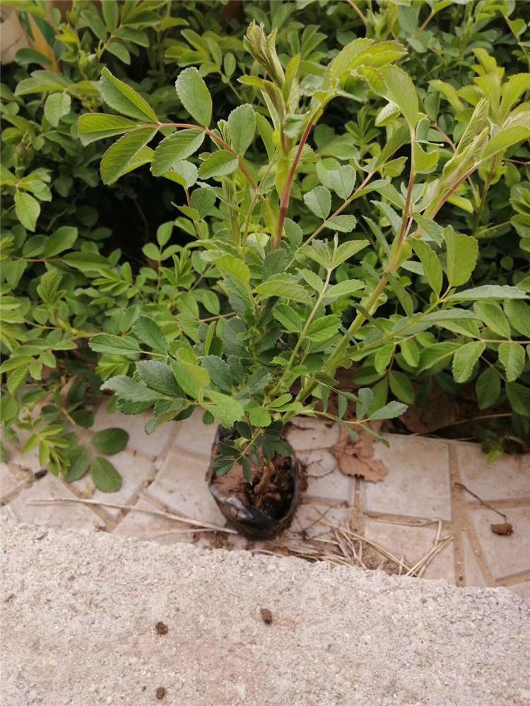 玫瑰花价格 青州四季玫瑰花 基地大量供应