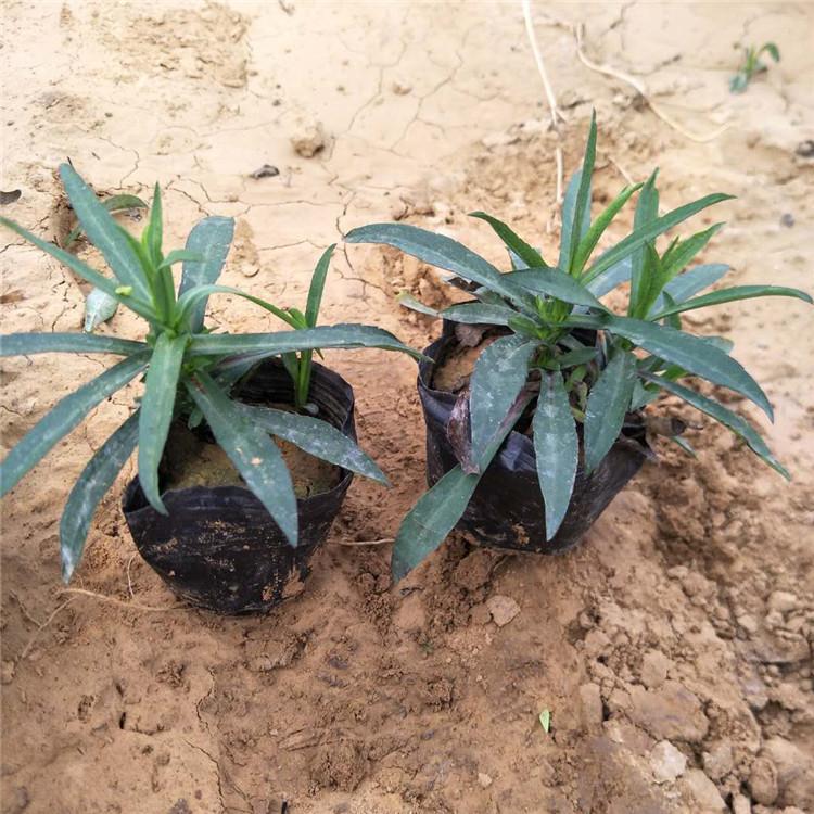欢迎咨询 荷兰菊小苗价格 荷兰菊报价 泽润花卉