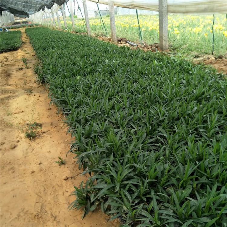 山东荷兰菊 荷兰菊种植基地 荷兰菊基地-泽润花卉