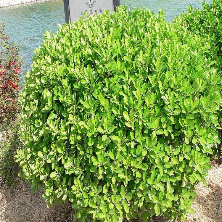 大叶黄杨种植基地 现货直销大叶黄杨小苗