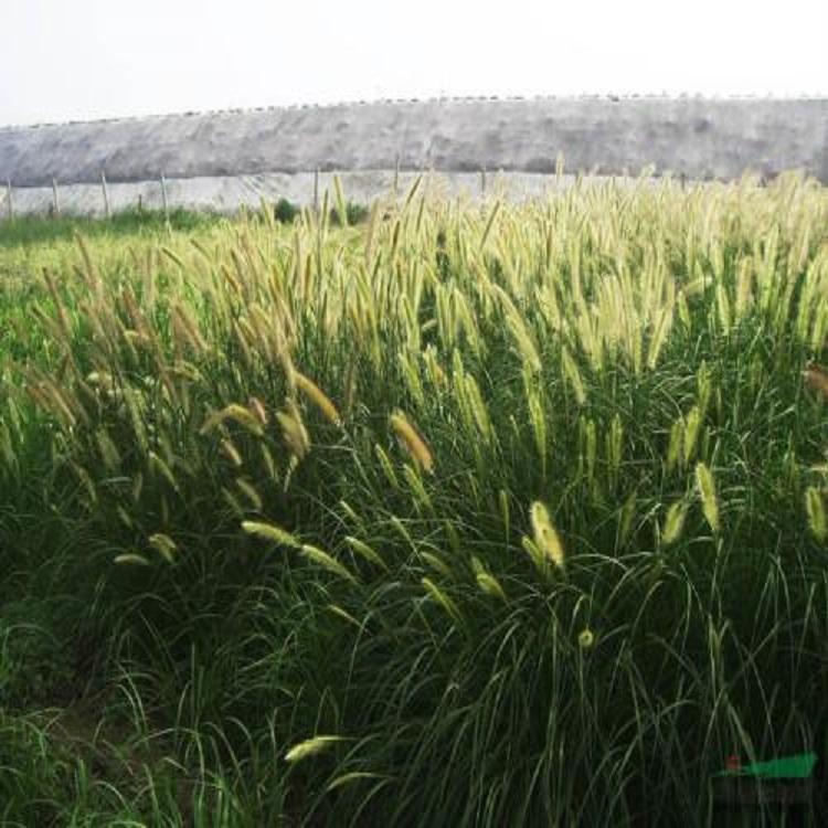 大量供应狼尾草 河北狼尾草价格