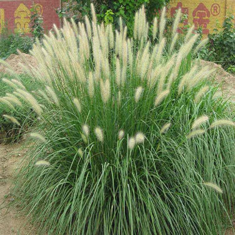 基地培育狼尾草 青州狼尾草批发价格