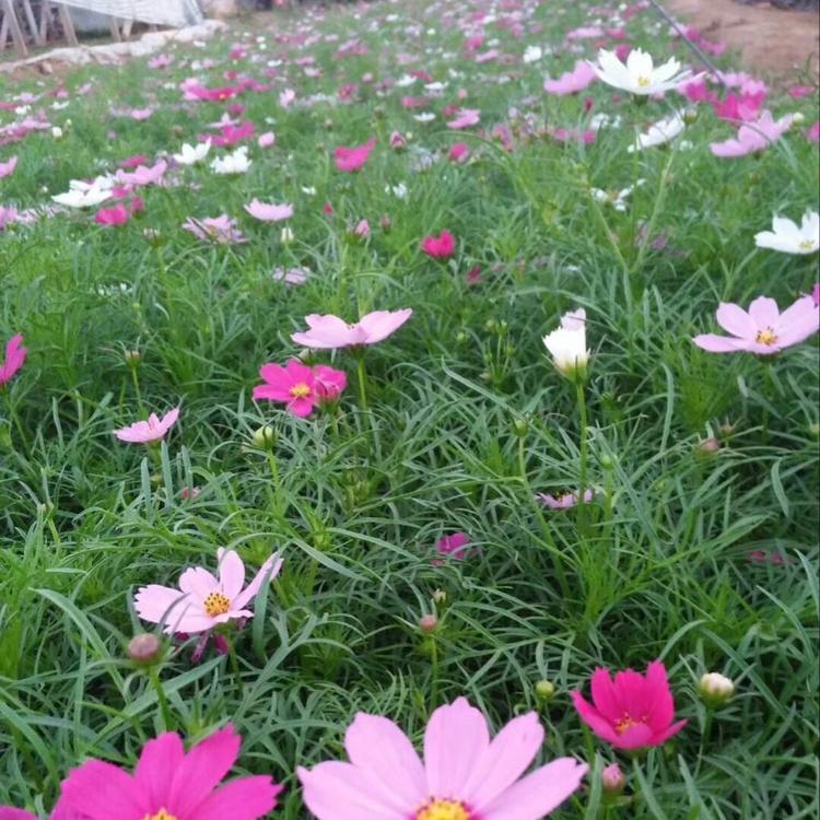 波斯菊批发基地  青州花卉租摆 大量供应  花海专用  培育基地