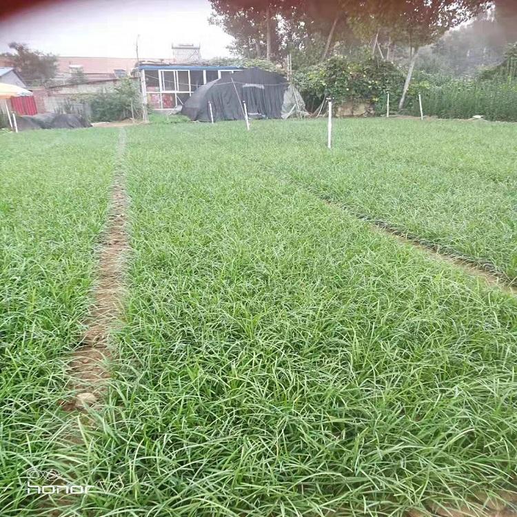 麦冬苗价格 青州麦冬苗产地 畅达花卉 期待你的来电