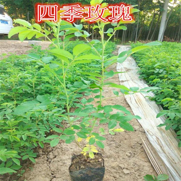 青州畅达花卉 销售四季玫瑰 四季玫瑰小苗