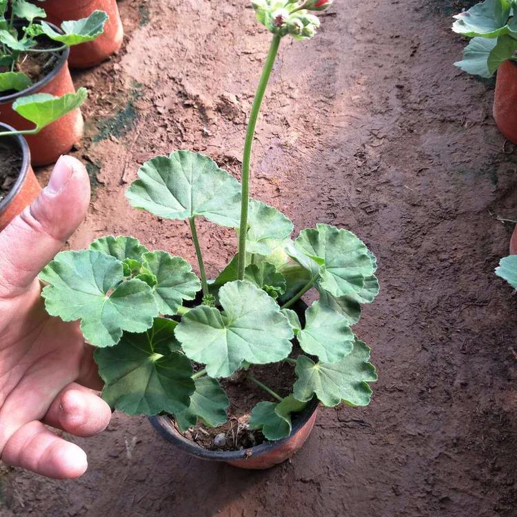 价格实惠的天竺葵 天竺葵小苗价格 畅达花卉 优惠多多