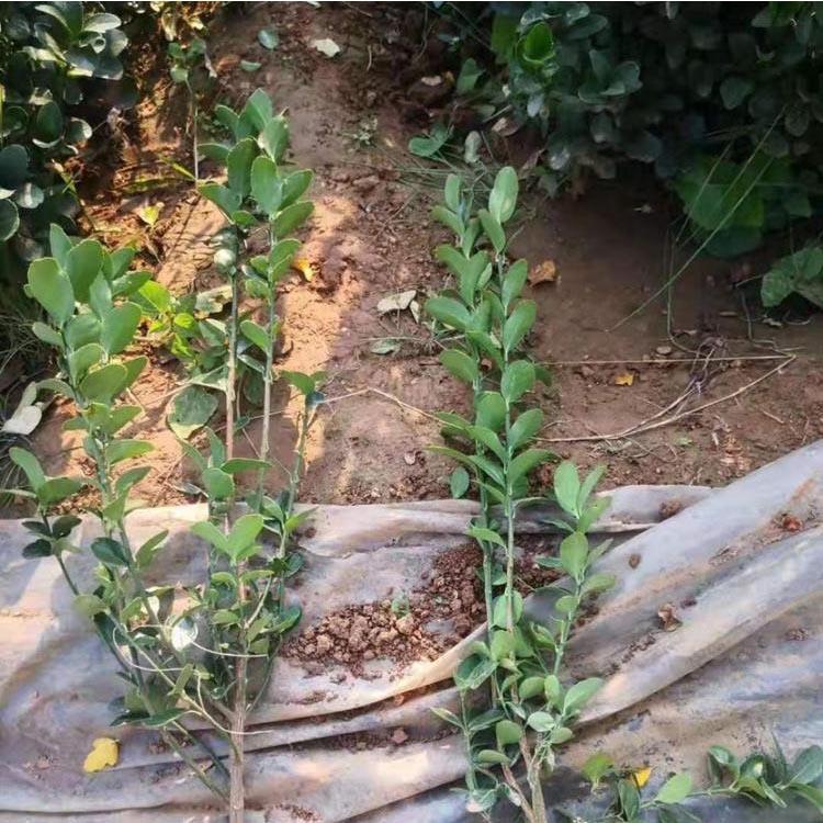 冬青小苗价格 产地供应
